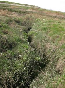Scurvy grass growing in channels on the saltmarsh